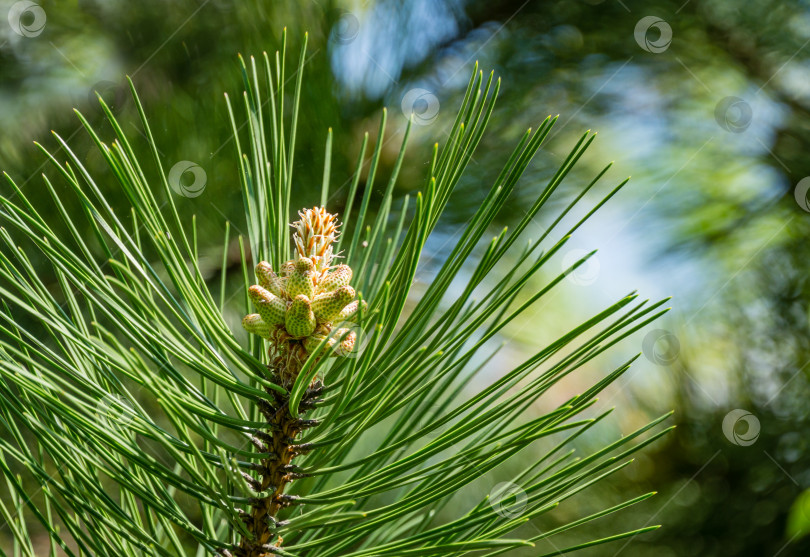 Скачать Молодые побеги австрийской сосны или черной сосны (Pinus Nigra).Зеленые побеги на ветвях на размытом зеленом фоне в весеннем саду. Пейзаж для любых обоев. Есть место для текста фотосток Ozero