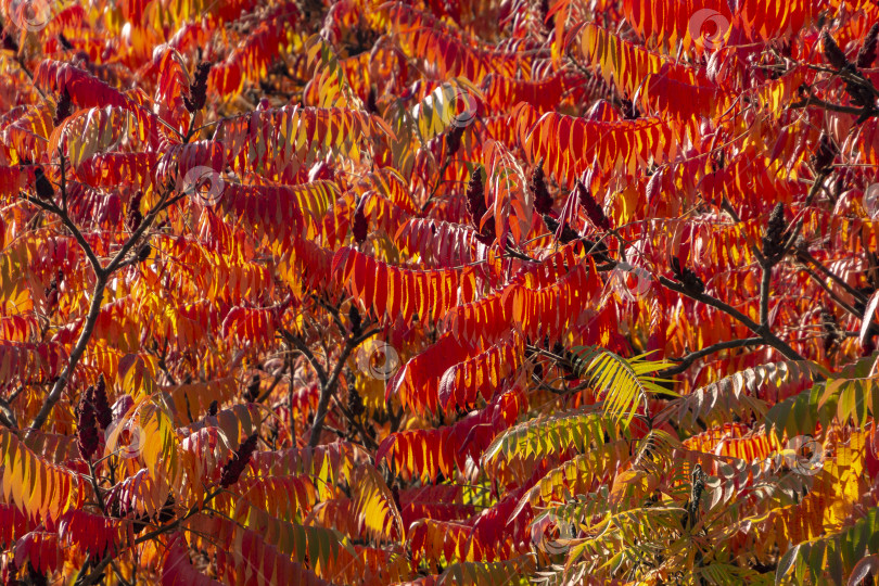 Скачать Осенние краски Rhus typhina (сумаха рогатого, Anacardiaceae). Красные, оранжевые, желтые и зеленые листья сумаха. фотосток Ozero