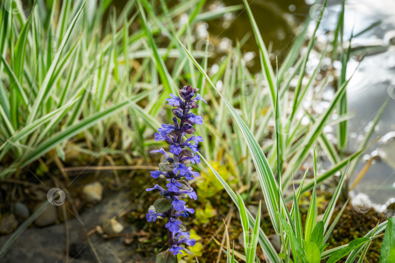 Скачать Синие цветы Ajuga reptans Atropurpurea с фиолетовыми листьями на фоне Phalaris arundinacea, известной как тростниковая канареечная трава, у садового пруда. Концепция дизайна - природа. Особое внимание уделяется выбору фотосток Ozero