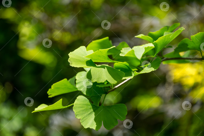 Скачать Дерево гинкго (Ginkgo biloba) или гинкго гингко с ярко-зелеными молодыми листьями на фоне размытой листвы. Выборочный крупный план. Свежие обои с концепцией природы. Место для вашего текста фотосток Ozero