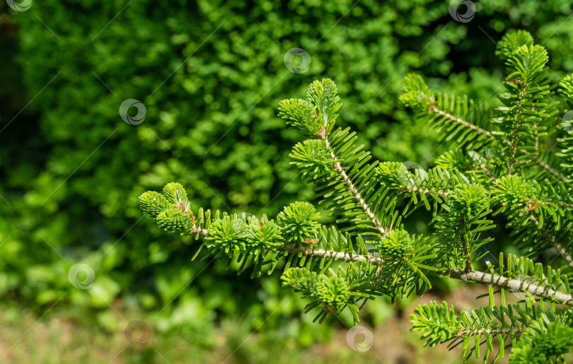 Скачать Корейская пихта Abies koreana крупным планом с яркими молодыми зелеными иголками на ветке на размытом зеленом фоне в весеннем саду. Выборочный фокус. Концепция дизайна в стиле природы с местом для вашего текста фотосток Ozero