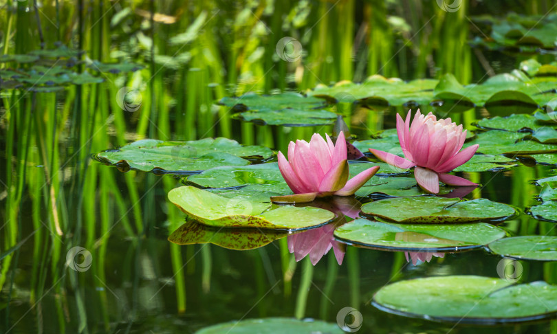 Скачать Две большие удивительные ярко-розовые водяные лилии, цветы лотоса и оранжевый закат Перри в пруду в саду. Красивые нимфеи отражаются в воде. Обои Цветочный пейзаж на тему природы фотосток Ozero