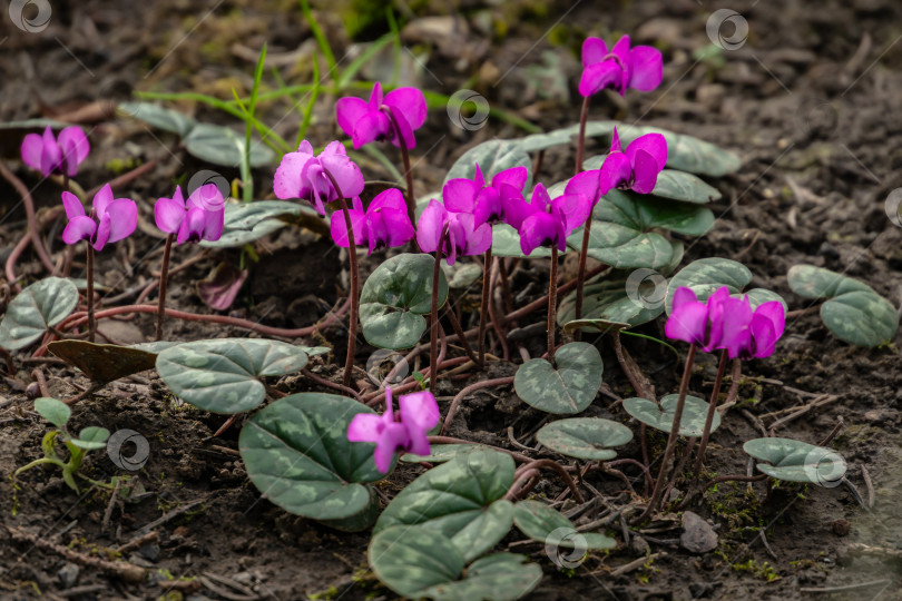 Скачать Красота весны. Красивая группа ярко-розовых цикламенов coum caucasicum с узорчатыми листьями на фоне земли. В саду цветут дикие цикламены. фотосток Ozero