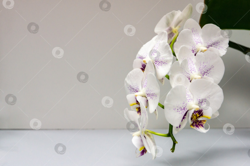 Скачать Красивая ветка белой орхидеи с фиолетовыми каплями цветка Фаленопсис "Сияние" (орхидея-мотылек или Phal) на ярко-сером фоне. Выборочный фокус на переднем плане. фотосток Ozero