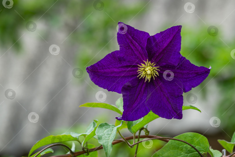Скачать Темно-сине-фиолетовый цветок климатиса на размытом серо-зеленом фоне. Концепция цветочной природы для любого дизайна с местом для вашего текста. фотосток Ozero
