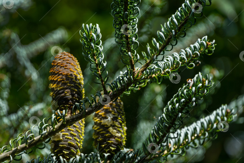 Скачать Красивый крупный план спелых коричневых шишек на ветвях пихты Abies koreana Silberlocke с зелеными и серебристыми еловыми иголками на осеннем фоне. Выборочный фокус. Концепция дизайна - природа фотосток Ozero