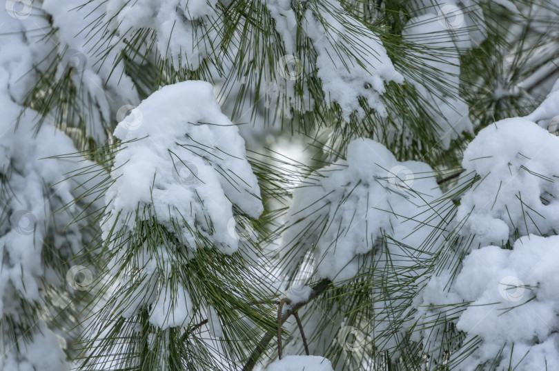 Скачать Крупный план красивых длинных иголок Pinus strobus, покрытых белым пушистым снегом.  Природная концепция для волшебной тематики Нового года и Рождества фотосток Ozero