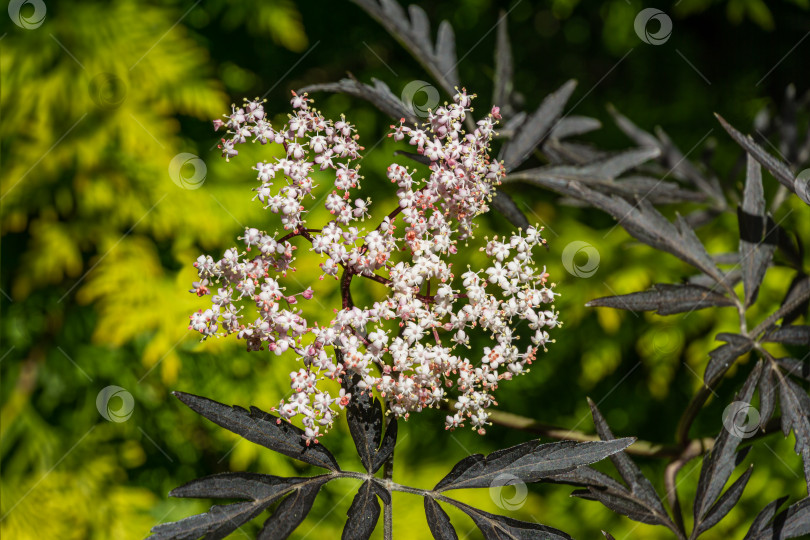 Скачать У черного самбука (Sambucus nigra) распускаются белые цветы. Макросъемка букета нежных цветов на зеленом фоне в весеннем саду. Выборочный фокус. Концепция дизайна - природа. фотосток Ozero