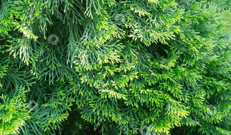 Скачать Крупный план яркой желто-зеленой текстуры листьев западной туи (северного или восточного белого кедра). Выборочный фокус. Интересная природная концепция для оформления фона. фотосток Ozero