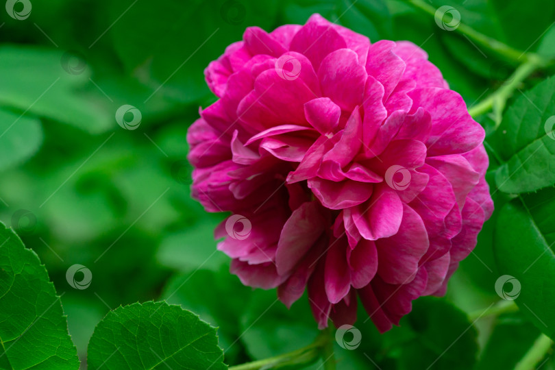 Скачать Роскошные фиолетовые головки прекрасной розы де Решт на фоне размытого зеленого сада. Естественный солнечный свет. Выборочный фокус. Лирический мотив для дизайна. фотосток Ozero