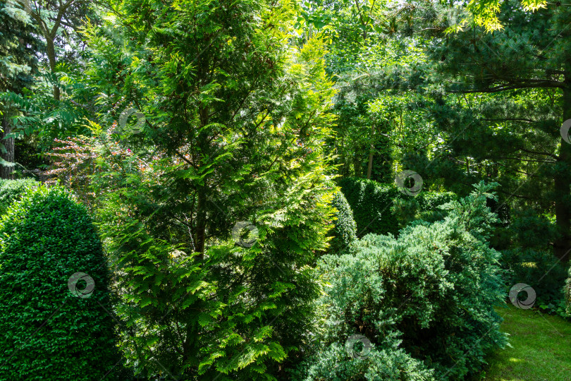 Скачать Спокойный пейзаж вечнозеленого сада с самшитом Buxus sempervirens, туей западной Aurea и можжевельником чешуйчатым Blue carpet. Концепция природы для фона дизайна фотосток Ozero
