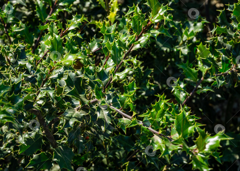 Скачать Зеленые глянцевые листья рождественского остролиста ilex aquifolium, растущего в общественном ландшафтном парке "Краснодар" или "Парк Галицкого". Природная концепция дизайна фотосток Ozero