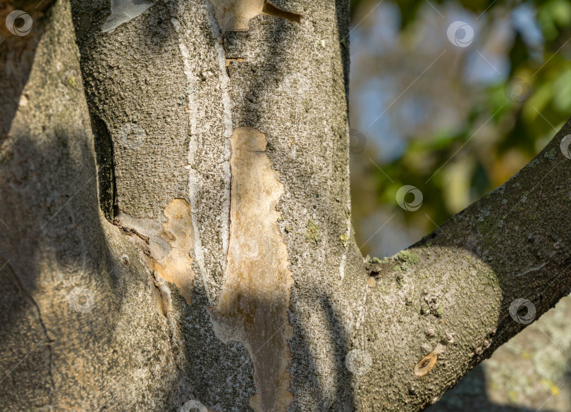 Скачать Крупный план бежевых текстурированных стволов деревьев Parrotia persica или персидского железного дерева вокруг вечнозеленых стен зеркального лабиринта в городском парке Краснодара или "Парке Галицкого". Солнечная осень 2020 фотосток Ozero