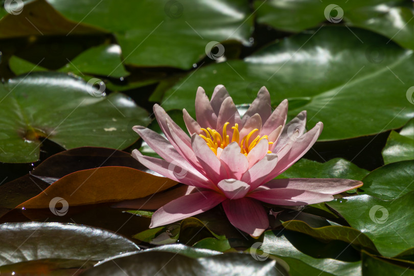 Скачать Розовая водяная лилия или цветок лотоса Marliacea Rosea в садовом пруду. Крупный план нимфеи на ярко-зеленых листьях. Цветочный пейзаж для обоев на тему природы с пространством для копирования. Выборочный фокус фотосток Ozero