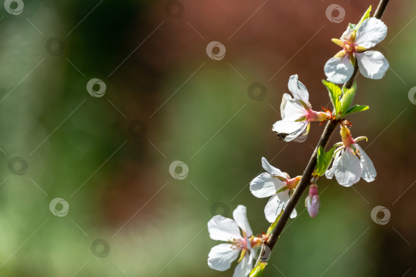 Скачать Крупный план белых цветов вишни Нанкинской или Prunus Tomentosa фотосток Ozero