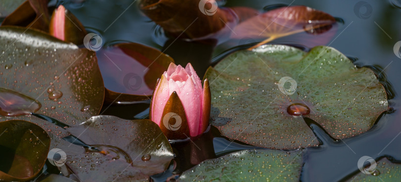 Скачать Розовая водяная лилия или цветок лотоса Marliacea Rosea в садовом пруду. Крупный план нимфеи с каплями дождя. Первая водяная лилия в новом сезоне. Цветочный пейзаж для обоев на тему природы. Выборочный фокус фотосток Ozero