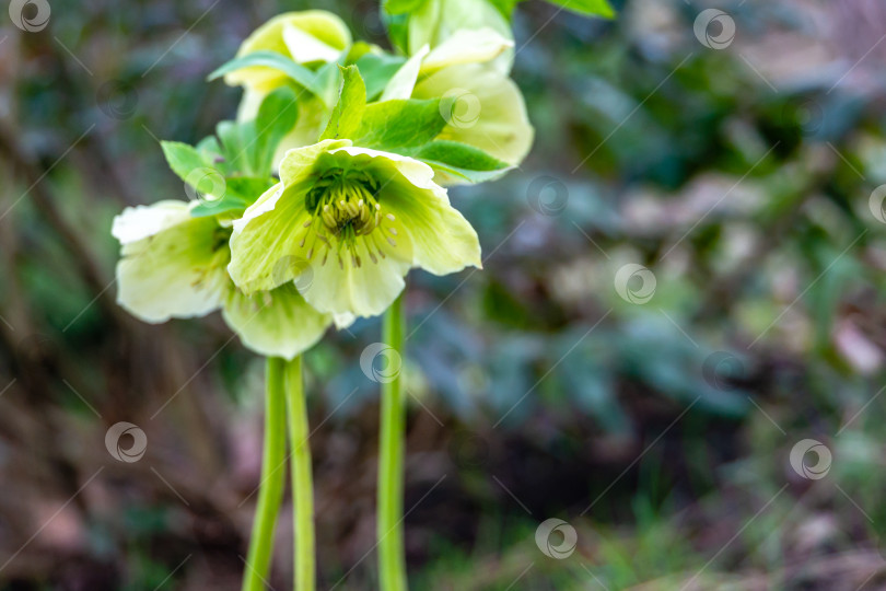 Скачать Зеленые цветки морозника белого (Helleborus white), известного как рождественская роза фотосток Ozero