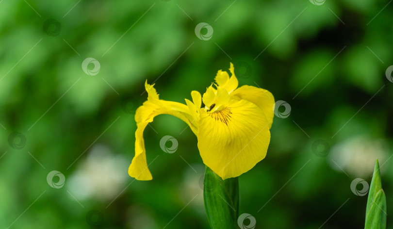 Скачать Макросъемка желтого цветка Iris pseudacorus (желтый флаг, желтый ирис) на размытом зеленом фоне. Выборочный фокус. Концепция природы для дизайна. Место для вашего текста. фотосток Ozero