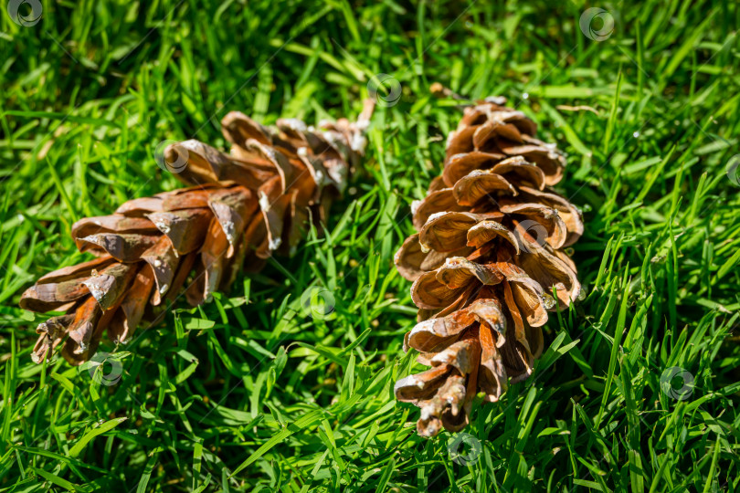 Скачать Макросъемка двух сосновых шишек Pinus strobus в фокусе на фоне зеленой травы. Оригинальная текстура натуральных сосновых шишек. Концепция дизайна - природа. Место для вашего текста.  Выборочный фокус фотосток Ozero