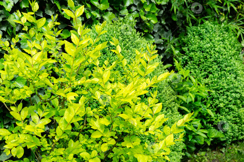 Скачать Красивая желтая листва на кусте лигуструма викарийского с вечнозелеными растениями в декоративном саду. Особое внимание уделяется выбору. Концепция дизайна, основанная на природе фотосток Ozero