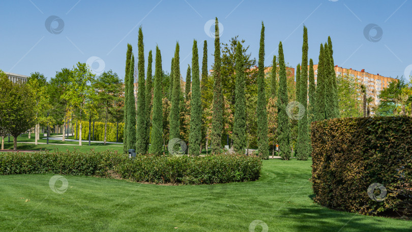 Скачать Группа Cupressus sempervirens или средиземноморских кипарисов посажена в новом современном городском парке Краснодара. Общественный ландшафт "Парк Галицкого" для отдыха и прогулок. Солнечный осенний сентябрьский день 2020 года. фотосток Ozero