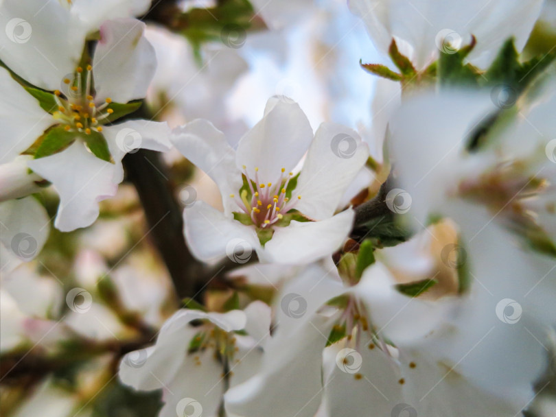 Скачать Нежный крупный план белых цветов вишни Нанкинской или Prunus Tomentosa. Выборочный фокус. Весенний пейзаж, свежие обои, концепция фона на природе фотосток Ozero