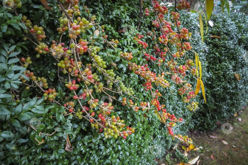 Скачать Красные, желтые и зеленые плоды Elaeagnus umbellata на фоне зеленой листвы кустарника самшит Buxus sempervirens. фотосток Ozero