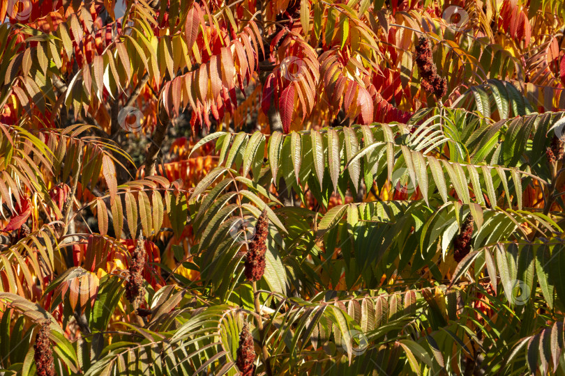 Скачать Осенние краски Rhus typhina (сумаха рогатого, Anacardiaceae). Красные, оранжевые, желтые и зеленые листья сумаха. фотосток Ozero