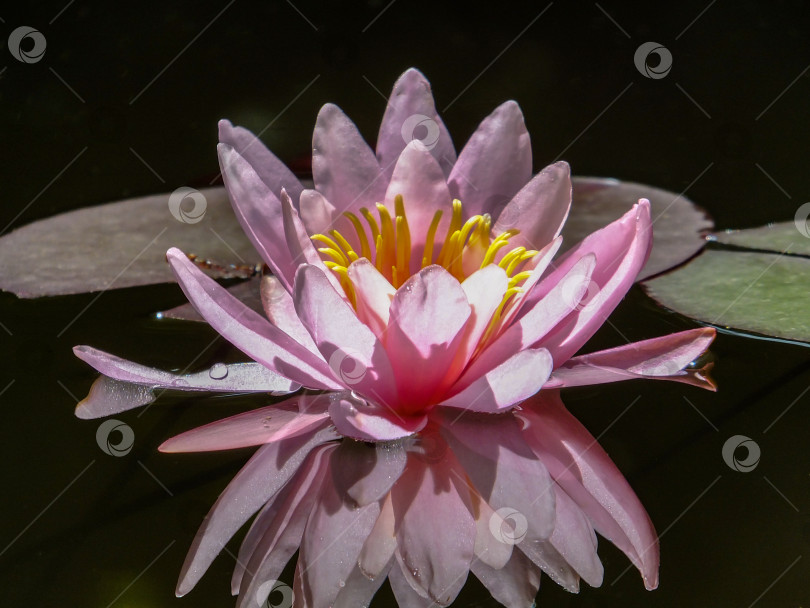 Скачать Красивая розовая водяная лилия или цветок лотоса Marliacea Rosea ярко отражается в черной воде пруда.  Крупный план. Концепция дизайна - природа фотосток Ozero