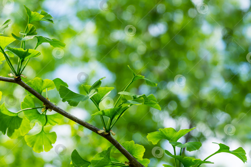 Скачать Дерево гинкго (Ginkgo biloba) или гинкго гингко с ярко-зелеными молодыми листьями на фоне размытой листвы. Выборочный крупный план. Свежая концепция природы на обоях. Место для вашего текста фотосток Ozero