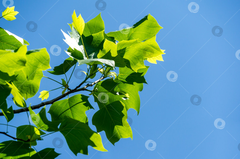 Скачать Молодые ярко-зеленые листья тюльпанного дерева (Liriodendron tulipifera), называемого тюльпанным деревом, американского или тюльпановидного тополя, на фоне голубого неба. Выборочный фокус. Есть место для текста фотосток Ozero