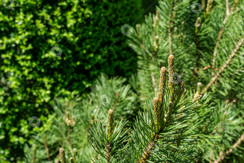 Скачать Pinus mugo Pumilio с красивыми молодыми побегами. Карликовая горная сосна крупным планом, зеленая в солнечный день. Место для вашего текста. Маленькая и пушистая. Природная концепция весеннего дизайна фотосток Ozero