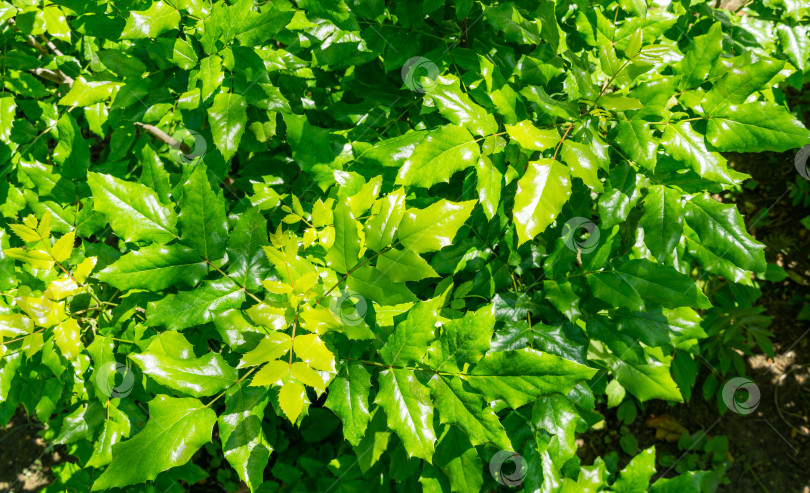 Скачать Махония воднолистная или орегонский виноград с ярко-зелеными листьями в весеннем саду.  Прекрасный природный фон для любой идеи. фотосток Ozero