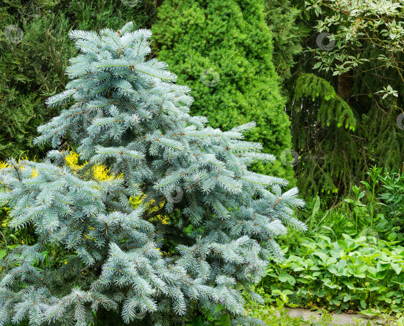 Скачать Серебристо-голубая ель Picea pungens Hoopsii с молодой порослью в декоративном саду. Выборочный снимок крупным планом. Природная концепция для весеннего или рождественского дизайна фотосток Ozero