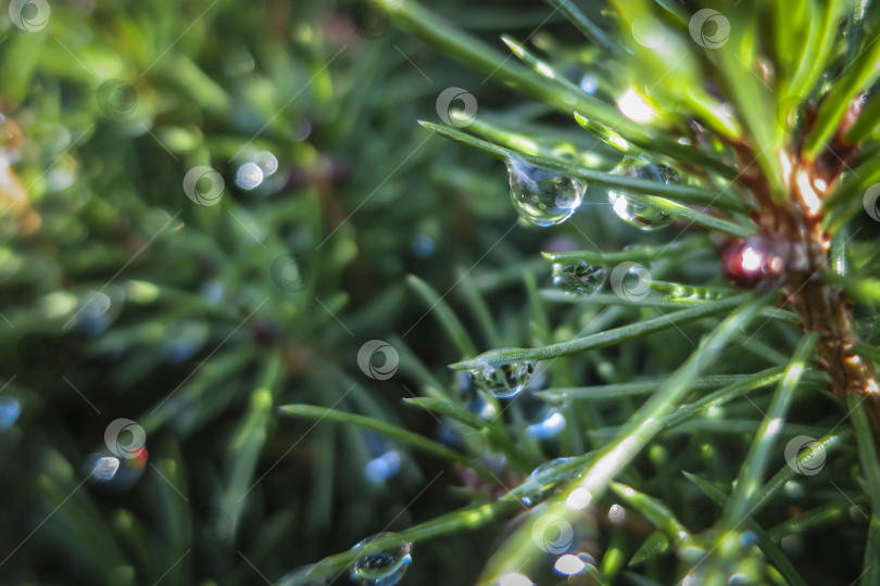 Скачать Прозрачные капли ледяного дождя покрывают иголки Picea glauca Conica.  Селективный фокус. фотосток Ozero