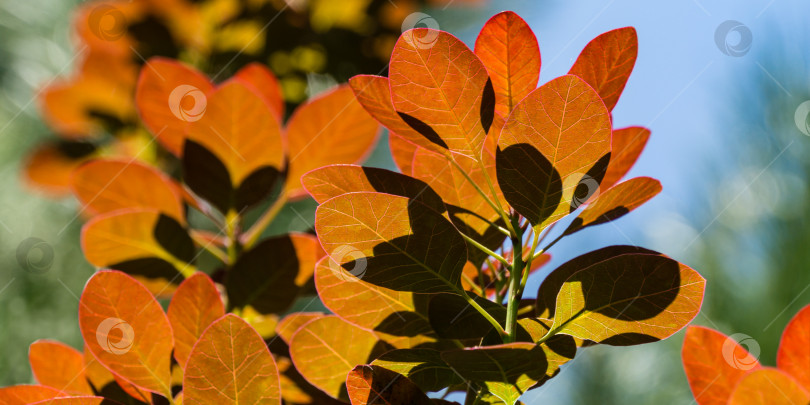 Скачать Молодые пурпурные листья Cotinus coggygria Royal Purple (Rhus cotinus, европейское дымчатое дерево) с цветами на фоне солнечного света на фоне размытой зелени в весеннем саду фотосток Ozero