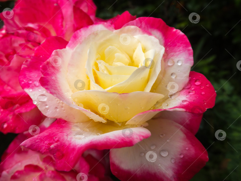 Скачать Нежный крупный план прекрасной розы Double Delight. Роскошная фиолетовая роза с желтым сердечком. Лепестки розы покрыты каплями дождя на фоне размытой изумрудной зелени. фотосток Ozero