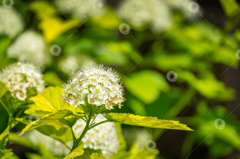 Скачать Крупный план белых цветов Physocarpus opulifolius Nugget или девятилистника с золотистыми листьями на размытом фоне. Выборочный фокус. Цветочный пейзаж, свежие обои с пространством для копирования. фотосток Ozero