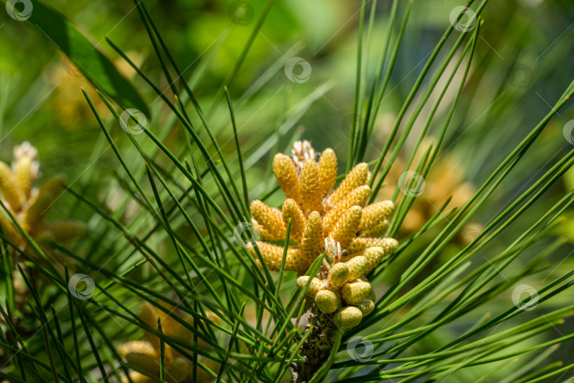 Скачать Молодые зеленые сосновые шишки пицундской сосны Pinus brutia pityusa. Пейзаж для любых весенних обоев. фотосток Ozero