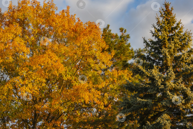 Скачать Огромный дуб с золотыми осенними листьями на фоне голубого неба на закате. Справа от дуба растет высокая голубая ель Picea pungens. фотосток Ozero