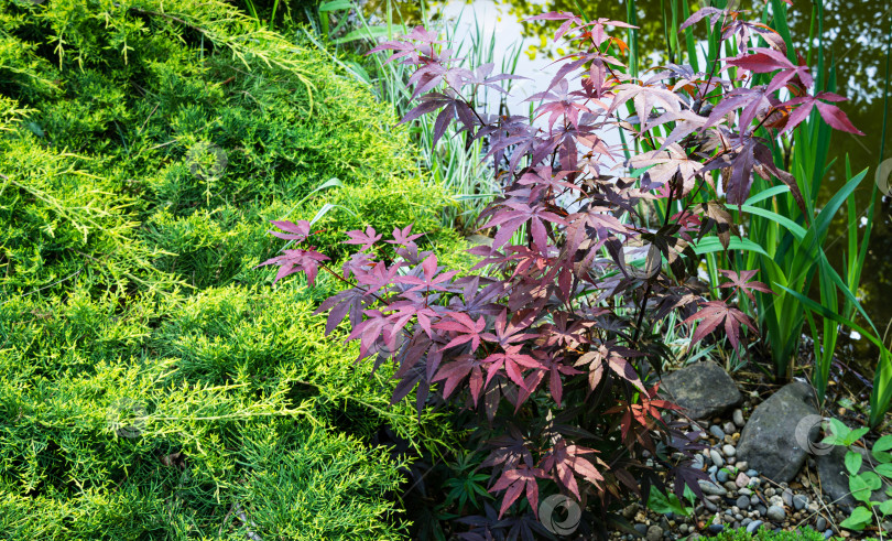 Скачать Японский клен Acer palmatum Atropurpureum на берегу красивого садового пруда. Молодые красные листья на фоне размытых зеленых растений. Весенний пейзаж, свежие обои, фоновая концепция природы фотосток Ozero