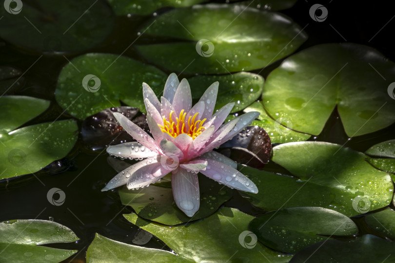 Скачать Красивая розовая водяная лилия или цветок лотоса с лепестками, покрытыми каплями воды или росы. Оранжевый закат Нимфеи Перри в пруду. фотосток Ozero