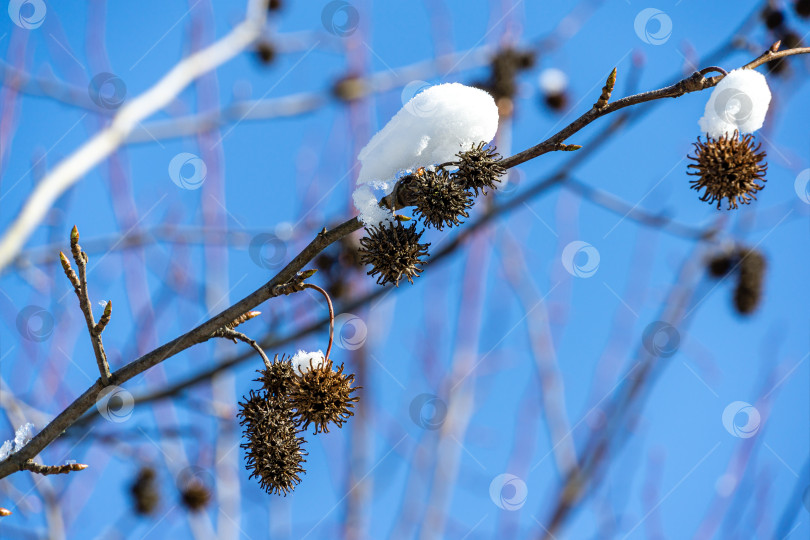 Скачать Крупный план шипастых коричневых шариковых семян на фоне белой снежной шапки американской сладкой камеди Liquidambar styraciflua на фоне голубого неба. Семена янтарного дерева в солнечный день в саду ранней весной. Место для вашего текста фотосток Ozero