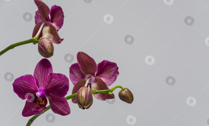 Скачать Красивая веточка красивого темно-фиолетового цветка орхидеи Фаленопсис Дестини, известной как орхидея мотылька или Фал, на светло-сером фоне. Выборочный фокус с пространством для копирования. Волшебная идея для любого дизайна фотосток Ozero
