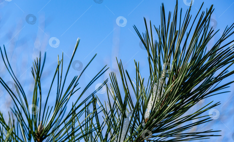 Скачать Макрос с изображением длинных зеленых иголок Pinus Nigra, австрийской сосны или черной сосны со льдом на фоне голубого неба. Оригинальная текстура естественной зелени. Концепция ранней весны фотосток Ozero
