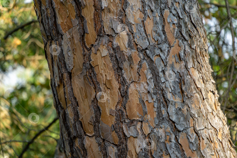 Скачать Кора итальянской каменной сосны (Pinus pinea). Коричневая текстура коры старого дерева в качестве оригинальной природной текстуры для фона. Концепция природы в дизайне. Выборочный подход фотосток Ozero