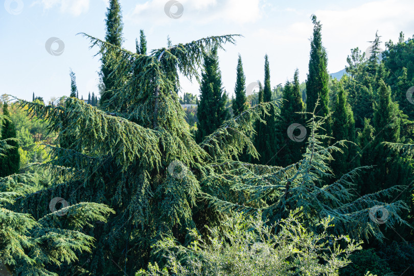 Скачать Пейзаж с красивым молодым голубым кедром Cedrus libani или Ливанским кедром и редкими и реликтовыми вечнозелеными деревьями в ландшафтном парке Айвазовского (Райский уголок) в Партените, Крым фотосток Ozero