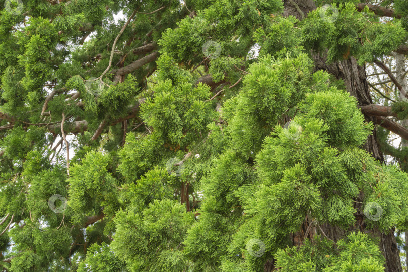 Скачать Крупный план красивых зеленых листьев гигантского секвойядендрона, или гигантской секвойи, или гигантского красного дерева перед входом на территорию Массандровского дворца в Крыму. фотосток Ozero
