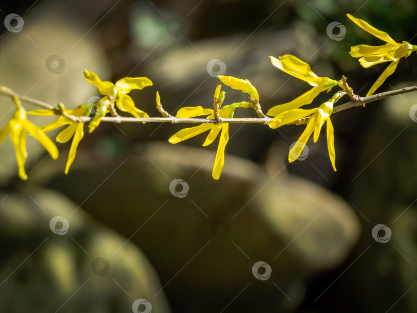 Скачать Ярко-желтые цветы форзиции на фоне боке. Золотой колокольчик, бордюрная форзиция (Forsythia x intermedia, europaea), цветущая в весеннем саду. Выборочный фокус.Концепция природы.Место для вашего текста фотосток Ozero
