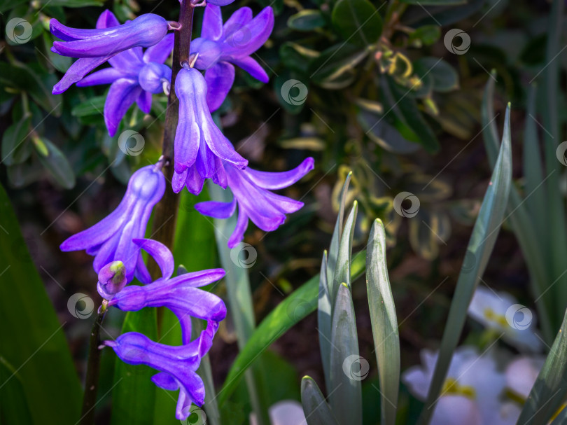 Скачать Макрос весенних цветов pink Hyacinthus orientalis (гиацинт обыкновенный, садовый гиацинт или голландский гиацинт) на фоне зеленого сада. Аромат цветущего гиацинта рассказывает о ранней весне. Избирательный фокус. фотосток Ozero